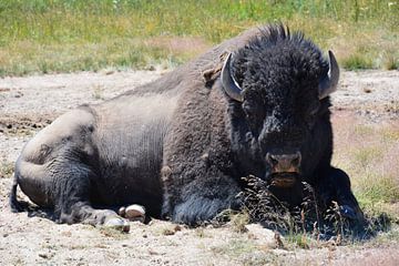 Bisons dans le parc national de Yellowstone en Amérique sur My Footprints