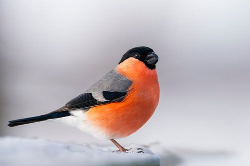 Gimpel im Schnee von Rando Kromkamp Natuurfotograaf