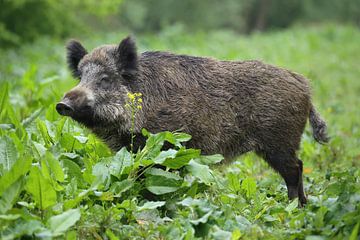 Wild Boar (Sus scrofa) by Ronald Pol