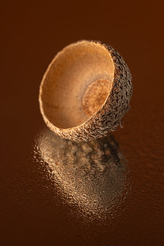 Warm autumn colours – Still life in shades of brown