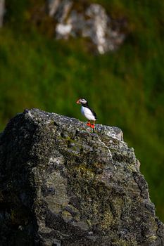 Papageientaucher auf den Felsen von Runde