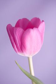 Purple tulip with background in studio by Martin Steiner