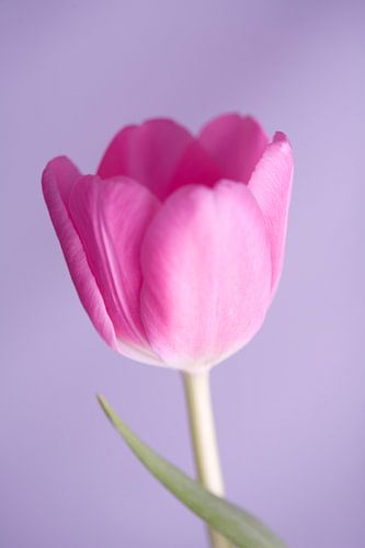 Purple tulip with background in studio
