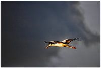 Fly in the sunset