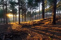 The warm forest