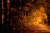 Warm autumn colours the beeches along an old country road in the woods of Drenthe on a beautiful Nov by Bas Meelker thumbnail