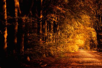 Warme herfstkleuren kleuren de beuken langs een oude landweg in de bossen in Drenthe op een mooie no