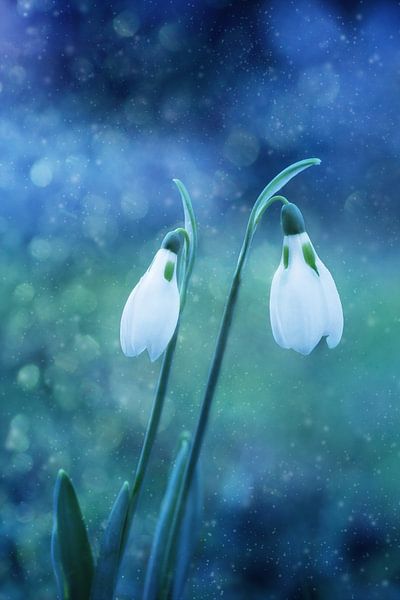 Magische Schneeglöckchen... von LHJB Photography
