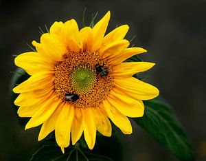 Zonnebloem met bijen van Christian Klös