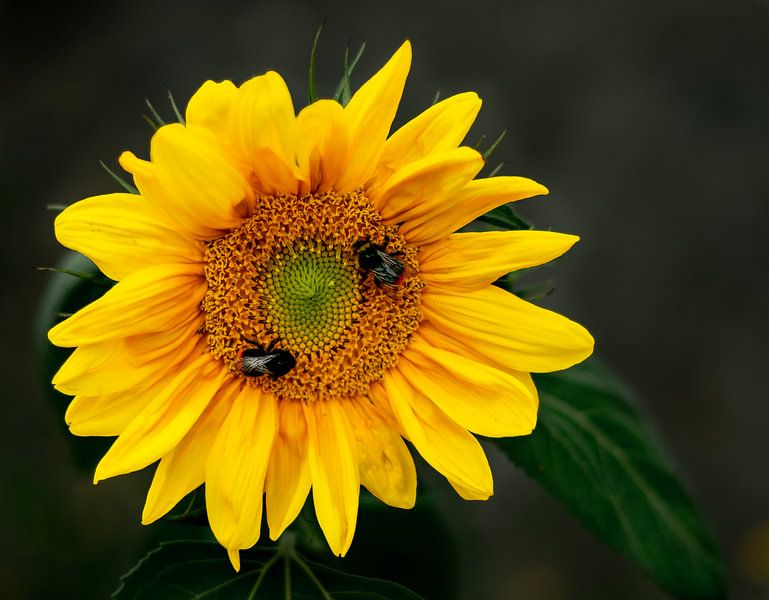 Sunflower with bees by Christian Klös