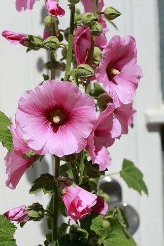 Blühende rosa Stockmalven vor einer Weissen Mauer,Deutschland, Europa