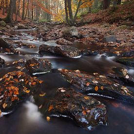 Herbst in den Ardennen von Bendiks Westerink