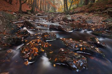 L'automne dans les Ardennes sur Bendiks Westerink