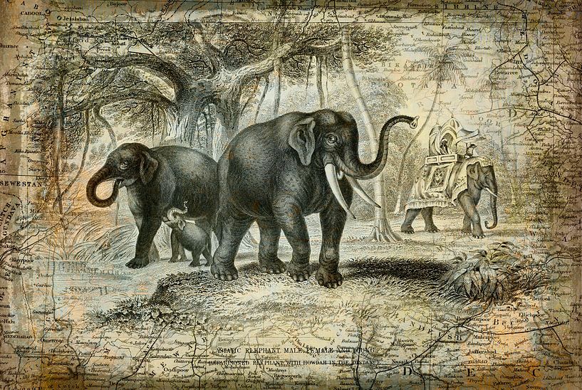 Elefanten Nostalgie van Andrea Haase