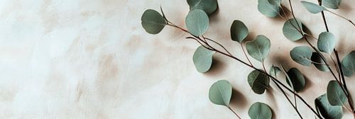 Eucalyptus branches