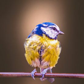 Kleurrijke Pimpelmees van Edwin Alexander