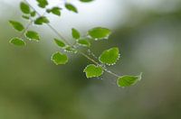 Dewdrops