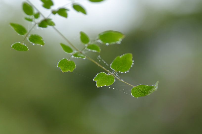 Dewdrops by Margo Biewinga
