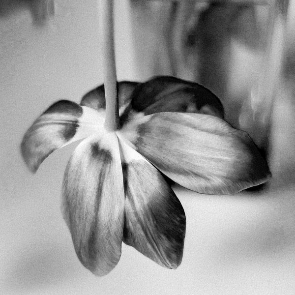 Tulp (zwartwit) van Rob van der Pijll