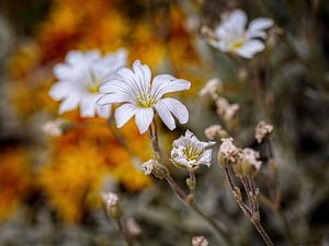 Hoornbloem sur Rob Boon