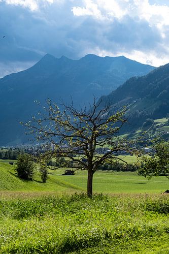just tree, tirol