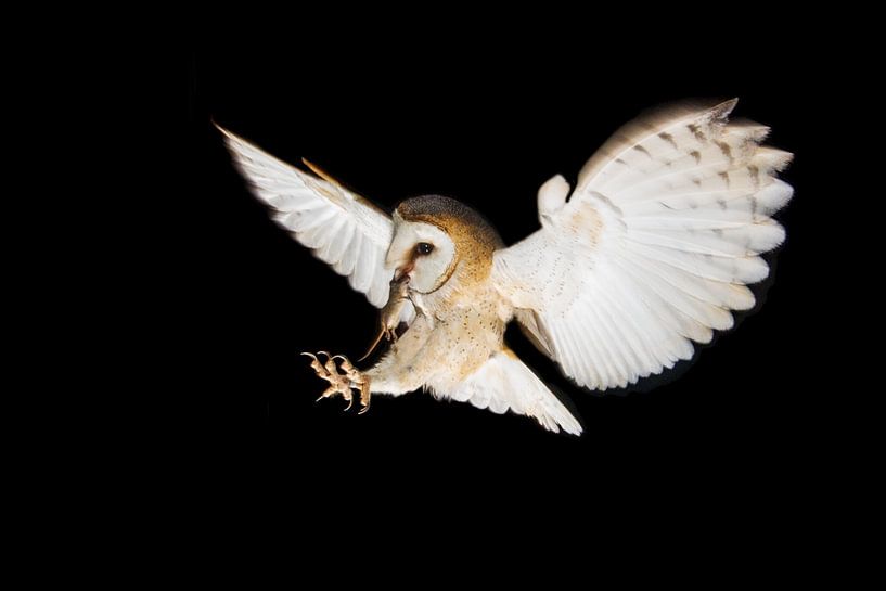 Barn owl in flight at night by Jeroen Stel