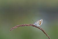 besetzt blau