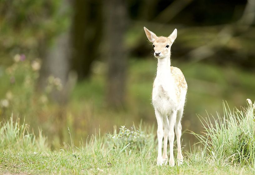 Young fallow deer by Ronald Kromkamp