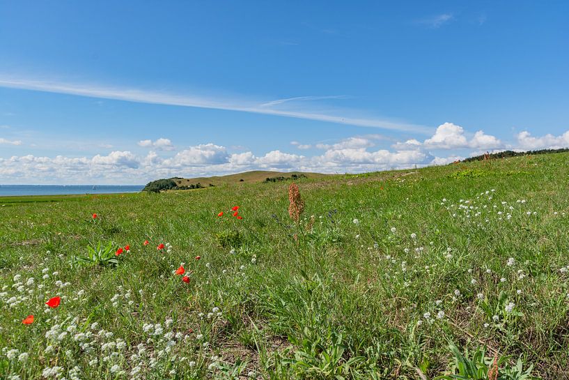 Klatschmohn und Wiesenblumen, Groß Zicker,  Rügen von GH Foto & Artdesign