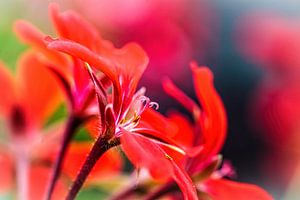 Géranium rouge sur Rob Boon