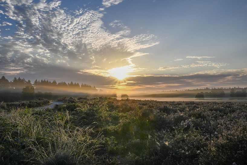 Colour on the moor by Tessa van der Geer