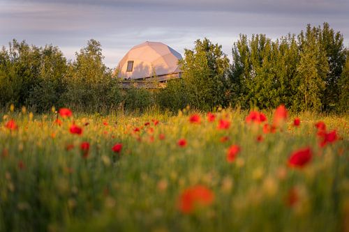 Ecologische woning in Olst omgeven van Klaprozen en groen in Overijssel