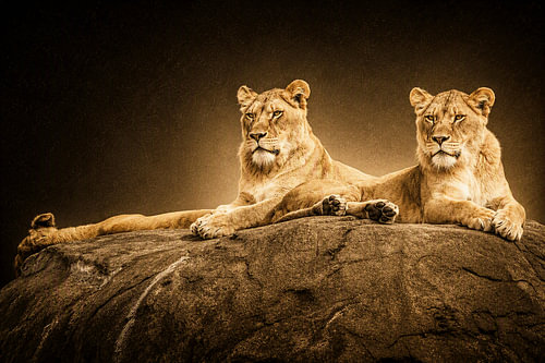 Twin Sovereigns
