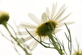 Madeliefje von Willie Kamminga