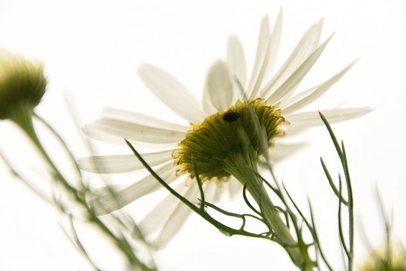 Madeliefje by Willie Kamminga