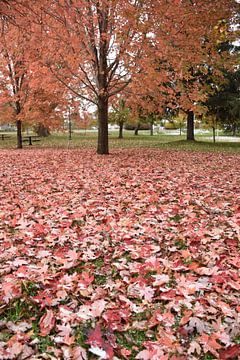 Bladeren in het park in de herfst van Claude Laprise