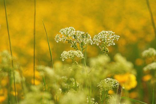 Wit tussen geel,groen