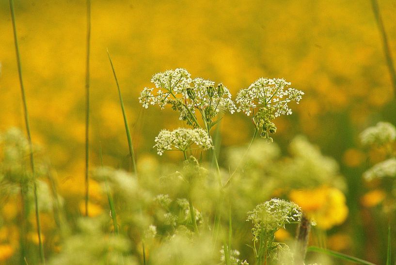 Wit tussen geel,groen by Harold Wilke
