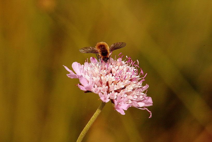 Valeriana makes soothing honey by Suzanna Lasalla