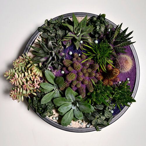 Schaal met vetplanten