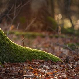 In Licht verwurzelt von Miranda Geerts Art