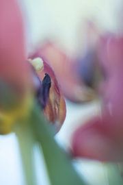 Tulip Art by Deez Tulpen in Nederland von Desiree Adam-Vaassen