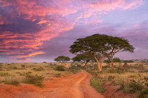 Sonnenuntergang im Murchison Falls National Park, Uganda