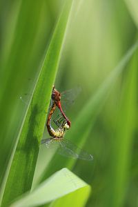 Dragonfly Love