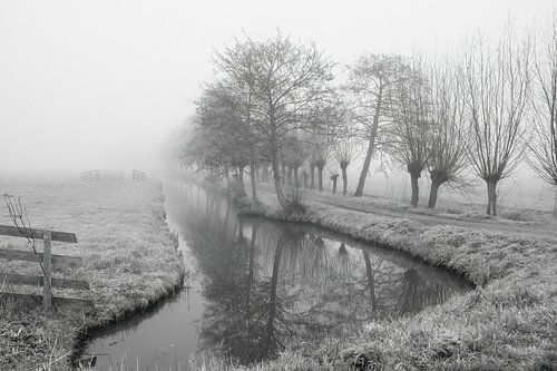 Saules dans le brouillard