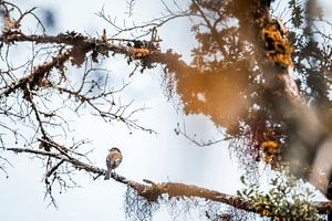Oiseau sur une branche dans le silence aérien