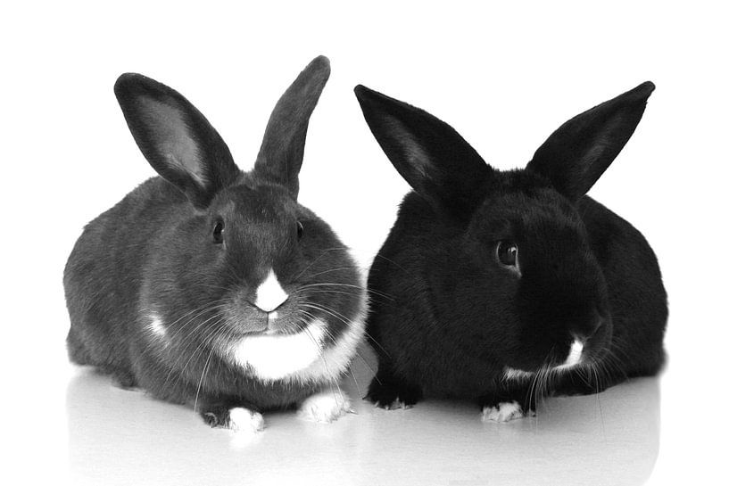 Rabbits by Anouk Davidse
