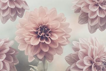 Soft Pink Dahlias by Marina de Wit