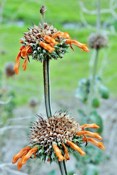 a lion's ear flower in South Africa by Werner Lehmann