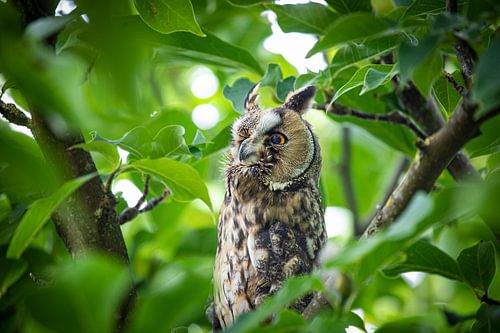 Amazed long-eared owl between the leaves